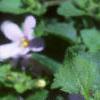 Bacopa 'Giant Snowflake', flowers