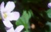 Bacopa 'Giant Snowflake', flowers