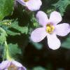 Bacopa 'Giant Snowflake', flowers