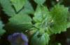 Bacopa 'Giant Snowflake', flowers