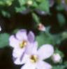 Bacopa 'Giant Snowflake', flowers