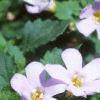 Bacopa 'Giant Snowflake', flowers
