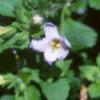 Bacopa 'Giant Snowflake', flowers