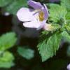 Bacopa 'Giant Snowflake', flowers