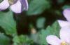 Bacopa 'Giant Snowflake', flowers
