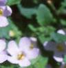 Bacopa 'Giant Snowflake', flowers