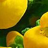 Calceolaria 'Goldie', flowers