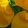 Calceolaria 'Goldie', flowers