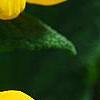 Calceolaria 'Goldie', flowers