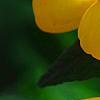 Calceolaria 'Goldie', flowers