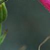 Penstemon 'Lilliput Rose', flowers