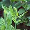 Veronica 'Sunny Border Blue', flowers