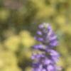 Veronica spicata 'Blauteppih', flowers