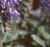 Veronica spicata 'Blauteppih', flowers