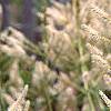 Veronicastrum virginicum, flowers