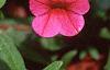 Calibrachoa 'Million Bells Cherry Pink', flowers