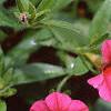 Calibrachoa 'Million Bells Cherry Pink', flowers