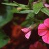 Calibrachoa 'Million Bells Cherry Pink', flowers