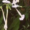 Nicotiana sylvestris, flowers