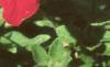 Petunia grandiflora 'Dreams Red', flowers