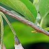 Halesia monticola var. vestita forma rosea 'Arnold's Pink', flowers