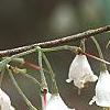 Halesia parviflora, flowers