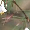 Halesia parviflora, flowers