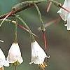 Halesia parviflora, flowers