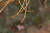 Taxodium ascendens, leaves