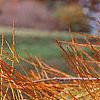 Taxodium ascendens, leaves