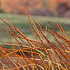 Taxodium ascendens, leaves