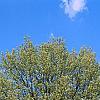 Ulmus carpinifolia 'Umbraculifera', habit