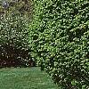 Ulmus carpinifolia 'Umbraculifera', habit