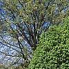 Ulmus carpinifolia 'Umbraculifera', habit