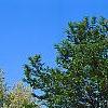 Ulmus carpinifolia 'Umbraculifera', habit