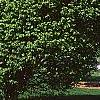 Ulmus carpinifolia 'Umbraculifera', habit