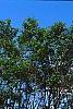 Ulmus carpinifolia 'Umbraculifera', habit