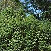 Ulmus carpinifolia 'Umbraculifera', habit
