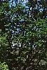 Ulmus carpinifolia 'Umbraculifera', habit