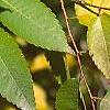 Zelkova serrata, fall color