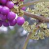 Callicarpa americana, fruit