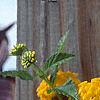 Lantana 'Patriot&reg; Sunburst', flowers