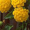 Lantana 'Patriot&reg; Sunburst', flowers