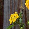 Lantana 'Patriot&reg; Sunburst', flowers