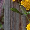 Lantana 'Patriot&reg; Sunburst', flowers