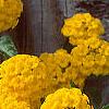 Lantana 'Patriot&reg; Sunburst', flowers
