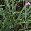 Verbena bonariensis, habit