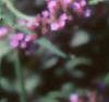 Verbena bonariensis, flowers