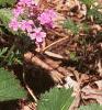 Verbena canadensis, habit