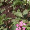 Verbena canadensis, habit